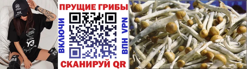 Галлюциногенные грибы MAGIC MUSHROOMS  цена   Новоалександровск 